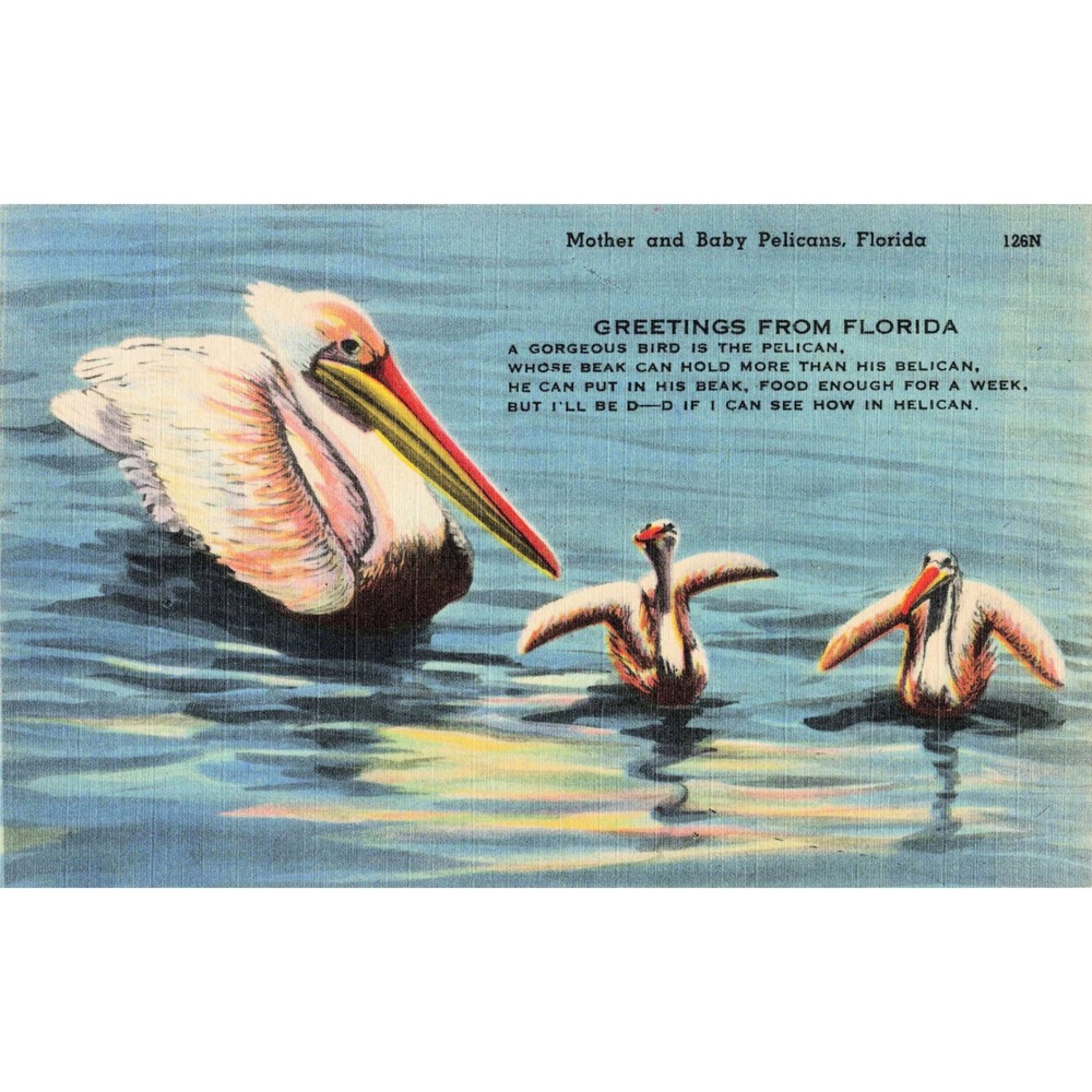 Vtg Mother and Baby Pelicans Florida Humor Limerick Comic Linen Postcard 126N